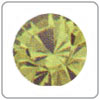 Light Olivine
